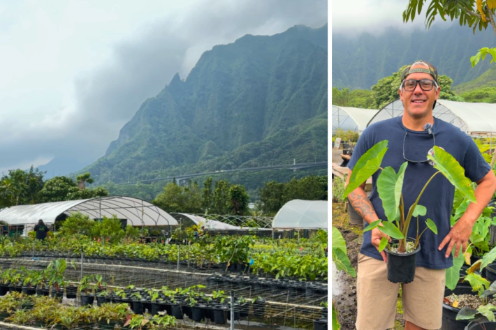 How one Oʻahu nursery is changing what it means to grow local