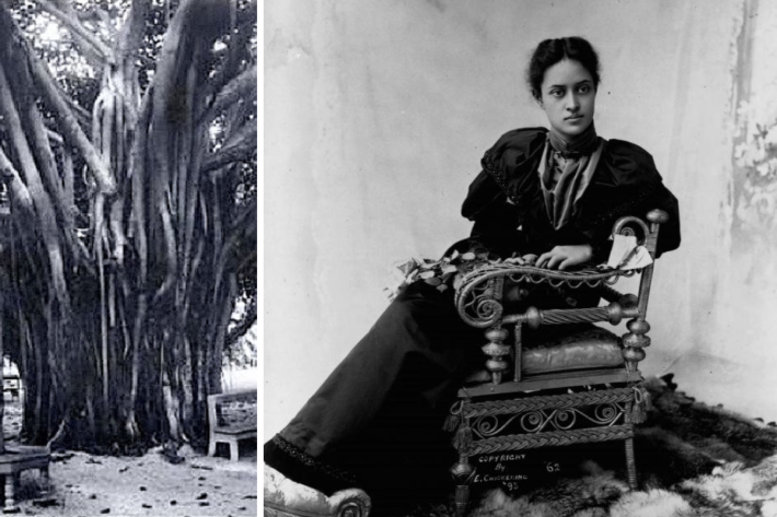 Mele Hoʻoheno: The meaning and history of “Kaʻiulani Aliʻi”