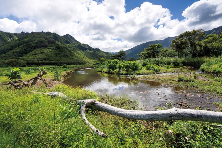 Alumni become voices around the innovative Punalu‘u Stream Restoration Project